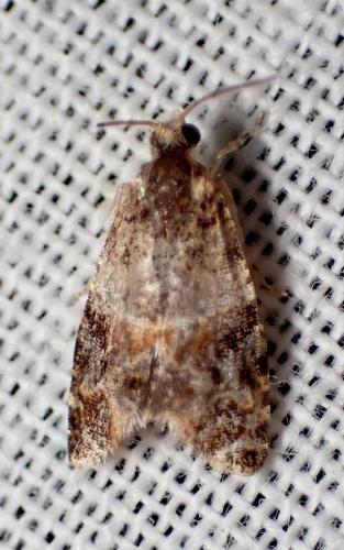 Lobesia sp.